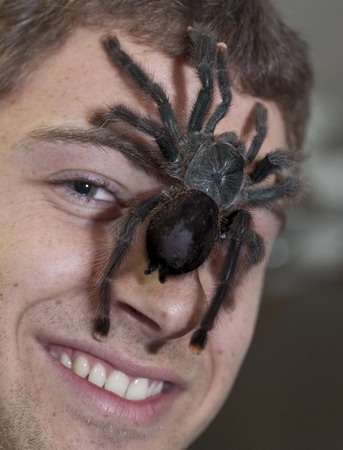 Pet tarantulas for sale in California