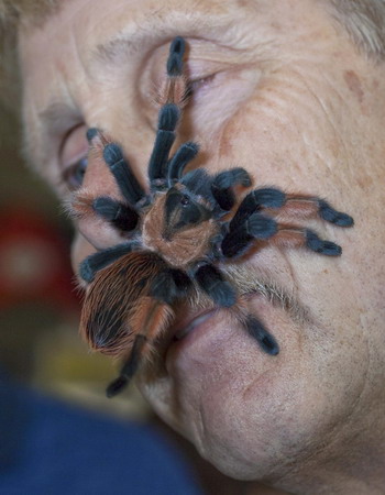 Pet tarantulas for sale in California