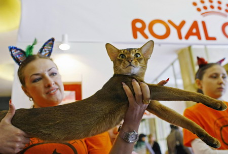 Feline contest in Romania