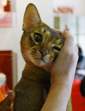 Feline contest in Romania