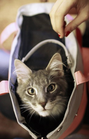 Feline contest in Romania