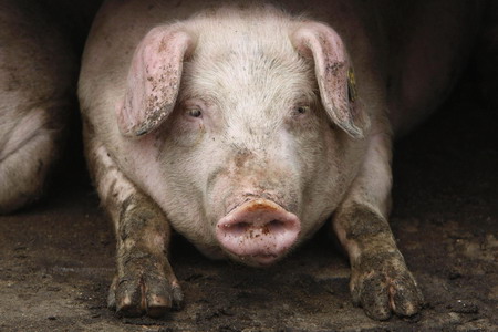 Countries join battle against swine flu