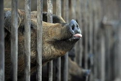 WHO to drop term 'swine flu' to protect pigs