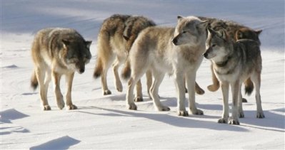 Wolves off endangered species list in N. Rocki