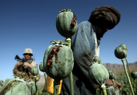 US troops target poppy farming in Afghanistan