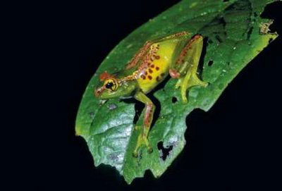 Scientists find 200 new frog species in Madagascar