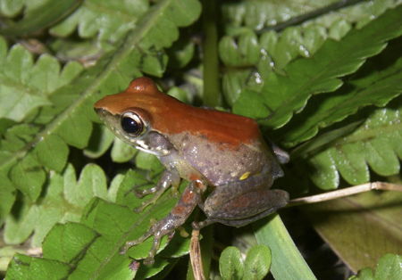 Scientists find 200 new frog species in Madagascar