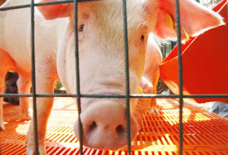 Peru pig farmers call for pork consumption