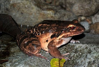 Frogs flown from Montserrat to flee deadly fungus