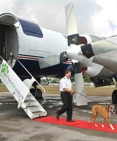 The first pet-only airline to be launched in July