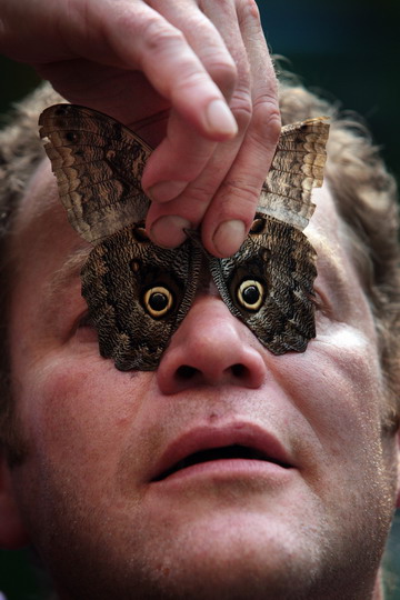 Art of the nature - insects' markings