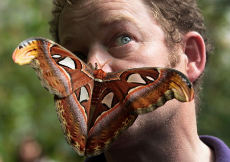 Art of the nature - insects' markings