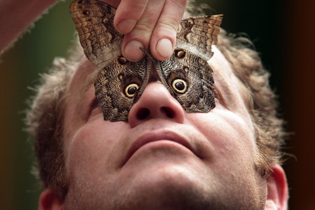 Art of the nature - insects' markings