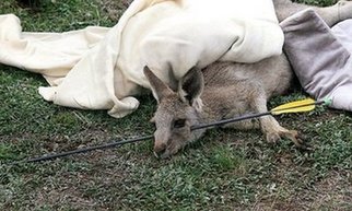 Australian Kangaroo survives arrow through head