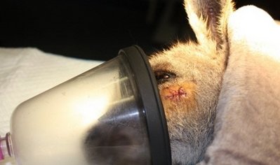 Australian Kangaroo survives arrow through head