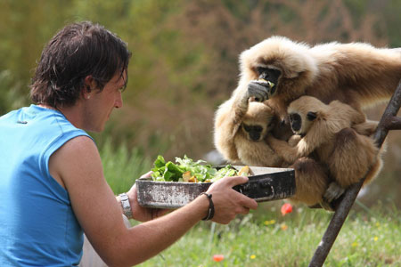 Gibbons play at the zoo of Frejus