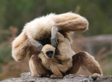 Gibbons play at the zoo of Frejus