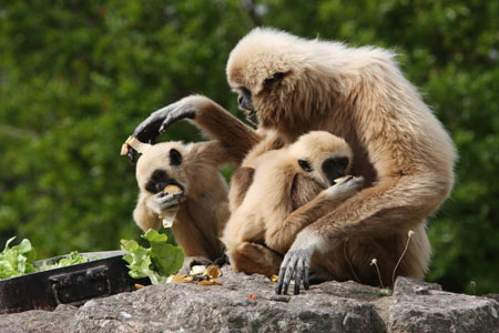 Gibbons play at the zoo of Frejus