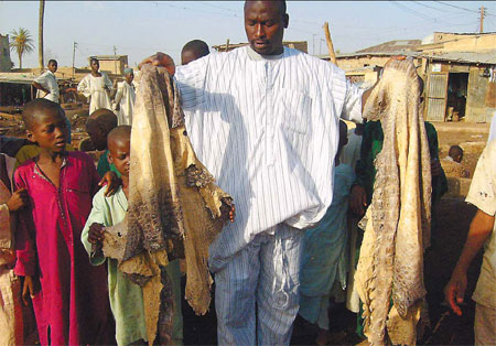 Demand for skin hurts croc numbers