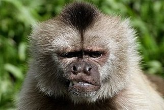 Monkeys ponder what could have been
