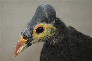 Bizarre bird gets private beach in Indonesia