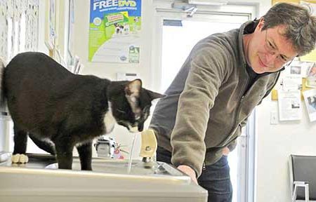 UK couple's search for purr-fect cat ends in Mich.