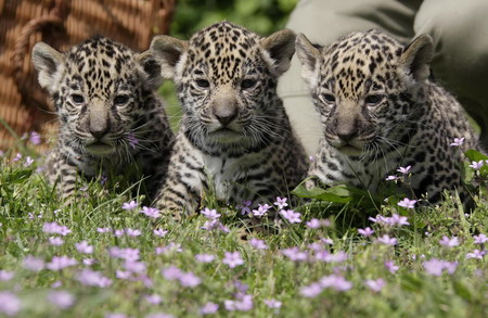 jaguar cub