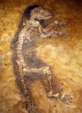 47-million-year-old human link revealed