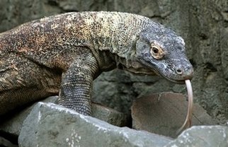 Scientists discover deadly secret of Komodo's bite