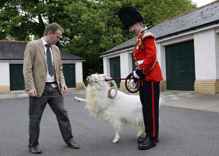 Goat William Windsor parades for his retirement