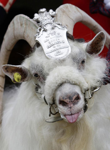 Goat William Windsor parades for his retirement