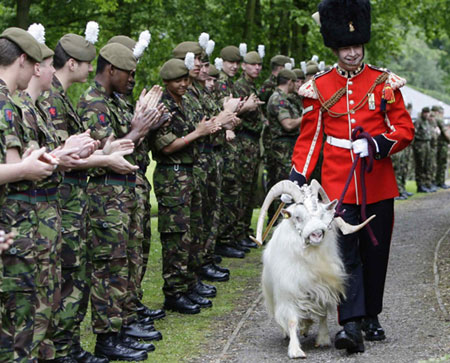Goat William Windsor parades for his retirement