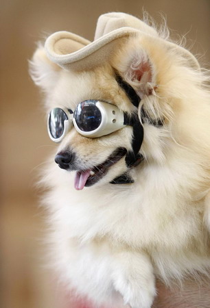 A dressed-up Pomeranian in Tokyo