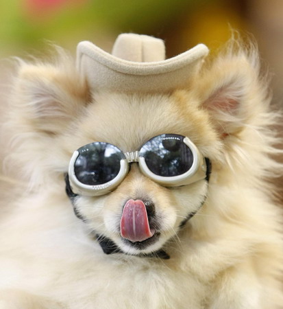 A dressed-up Pomeranian in Tokyo