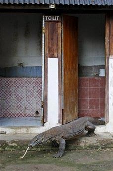 Komodo dragon attacks terrorize Indonesia villages