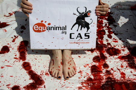 Animal rights activists call for ban of bullfight