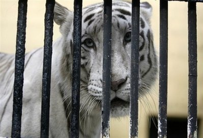 NZealand zookeeper killed by white tiger: police