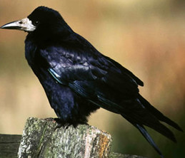 Rooks are latest bird to use tools