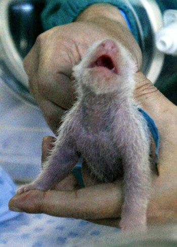 Panda cub born to Bangkok zoo