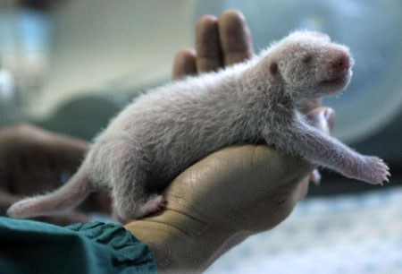 Panda cub born to Bangkok zoo