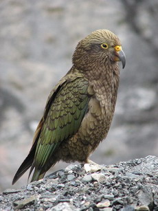 Brazen NZ parrot steals passport, heads into b
