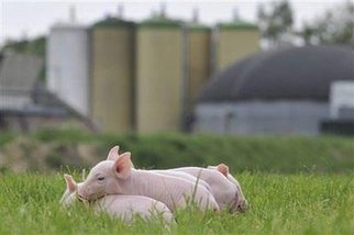 Energy from pig slurry helps fight climate change
