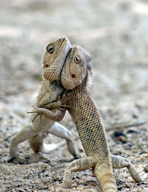 Wrestling between chameleons