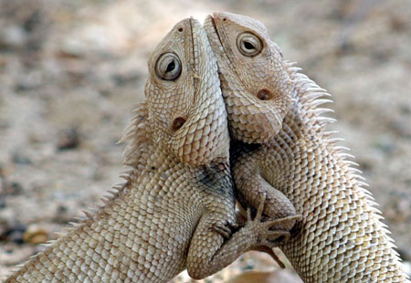 Wrestling between chameleons