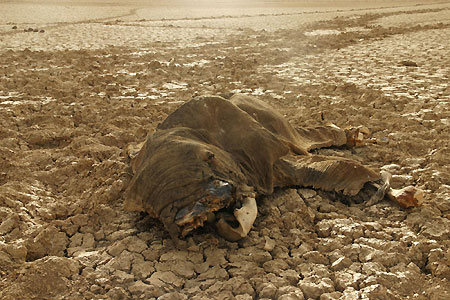 Elephant dies in drought-stricken Mali