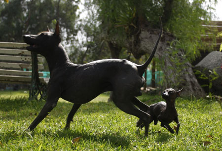 Peruvian hairless dogs