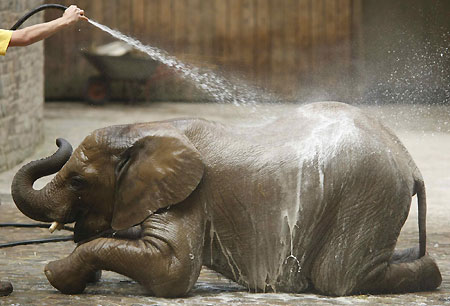 Elephant takes bath at birthday