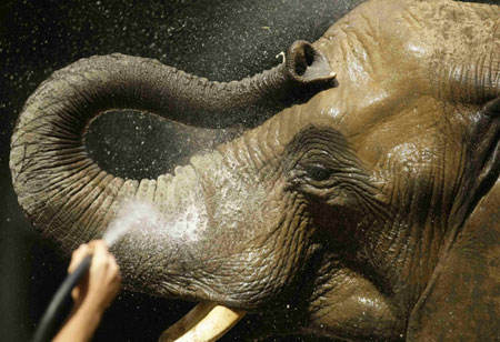 Elephant takes bath at birthday