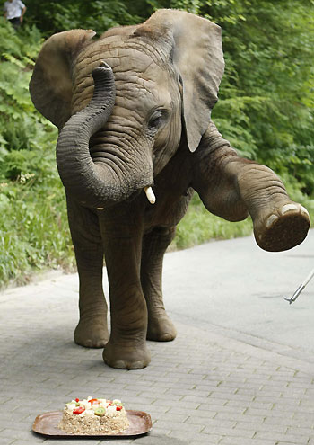 Elephant takes bath at birthday