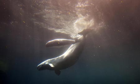 Beluga Whale Calf. Aurora the Beluga whale gives